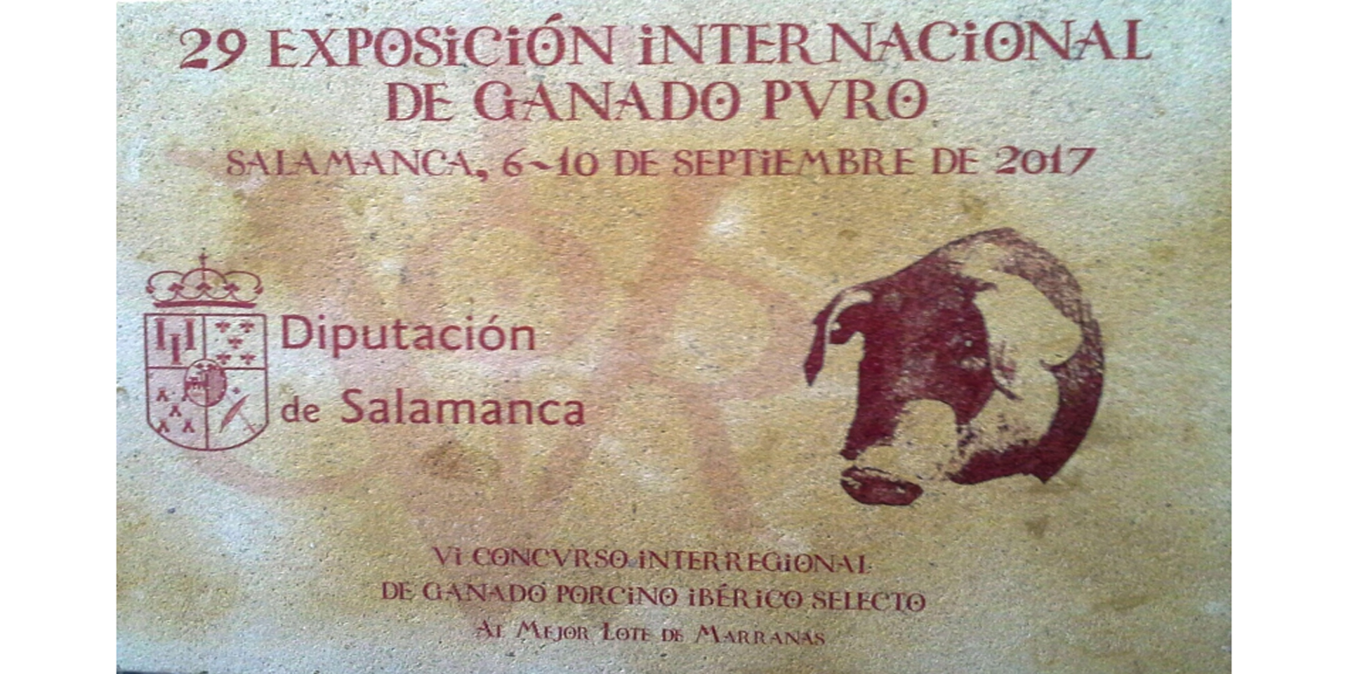 Las marranas de Faustino Prieto triunfan en VI concurso morfológico interregional de ganado porcino ibérico